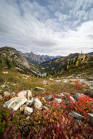 MaplePass-36
