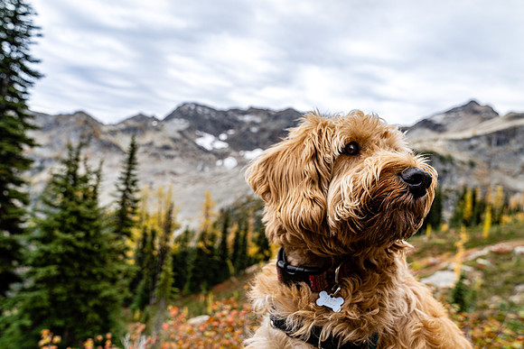 MaplePass-56