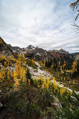 MaplePass-23