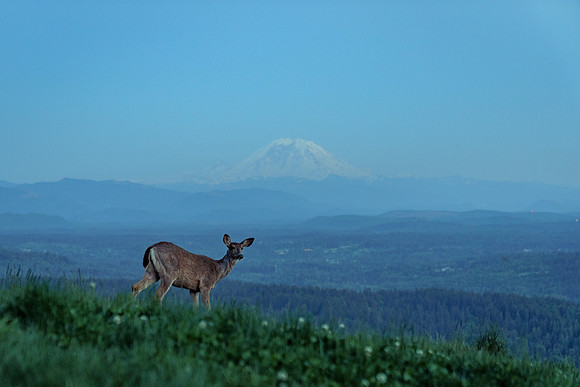 PooPooPoint-12