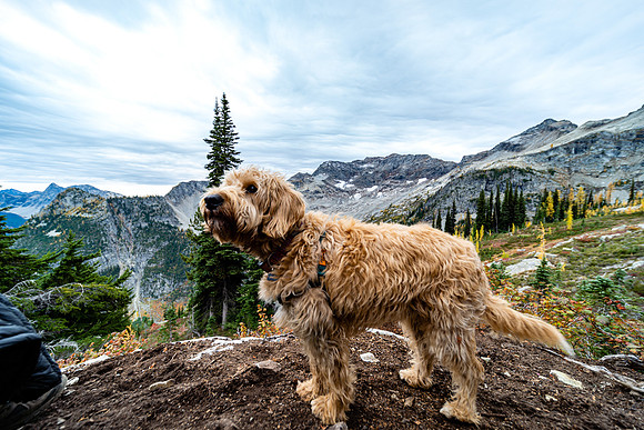 MaplePass-58