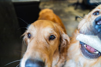 WorkoutAndDogs-6