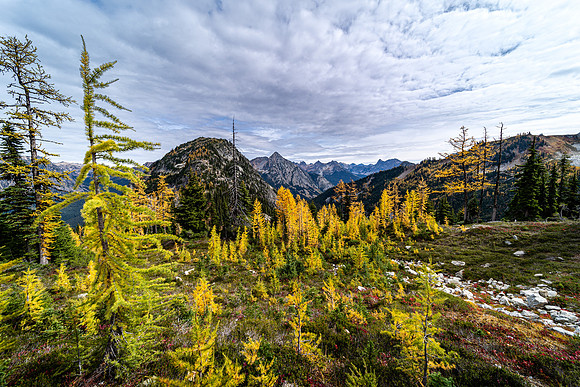 MaplePass-33