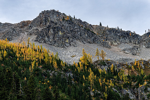 MaplePass-7