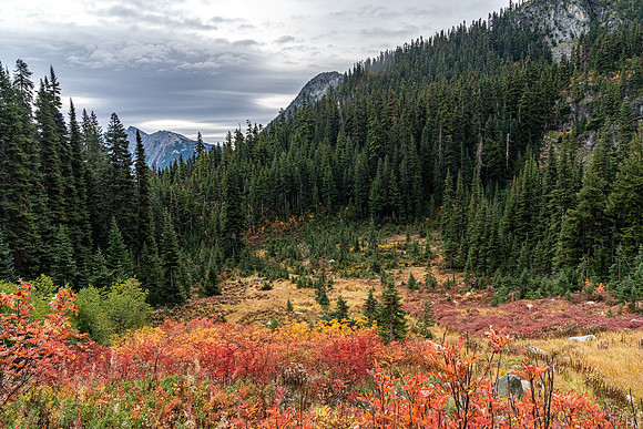 MaplePass-3