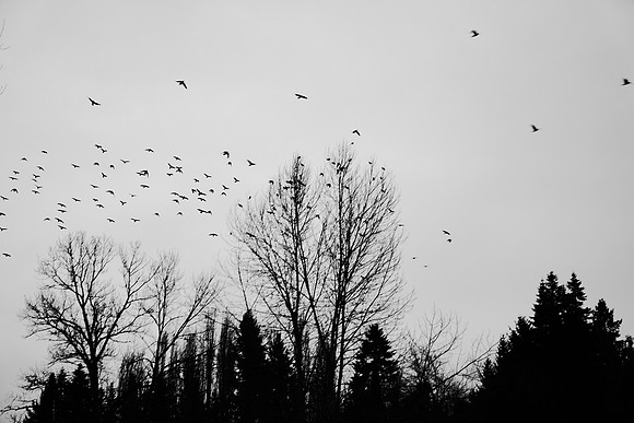 _DSC1888