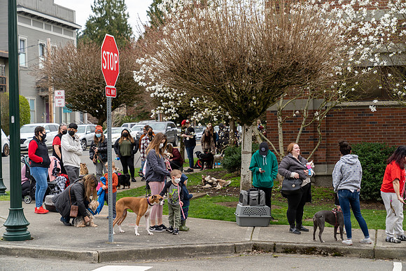 BothellPetChipping-2