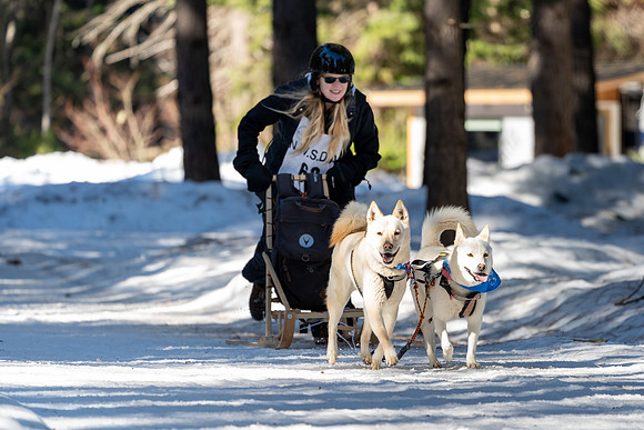 Dogsledding-4