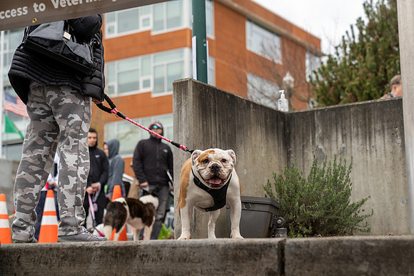 BothellPetChipping