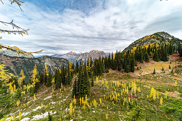 MaplePass-63