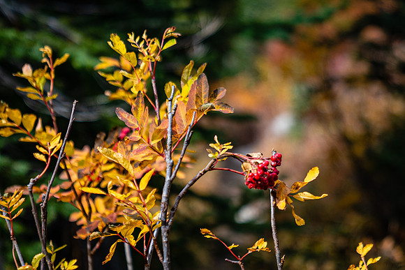 MaplePass-12