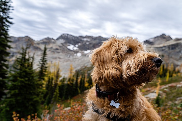 MaplePass-55