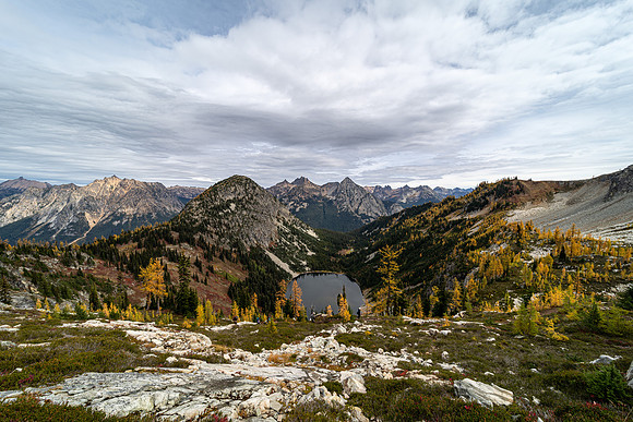 MaplePass-41