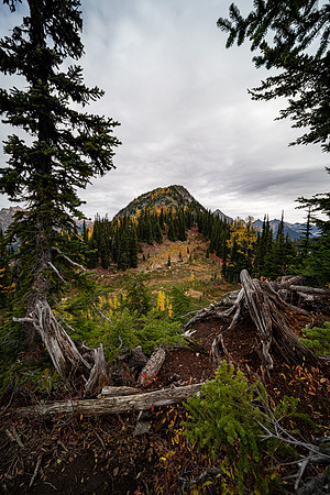 MaplePass-21