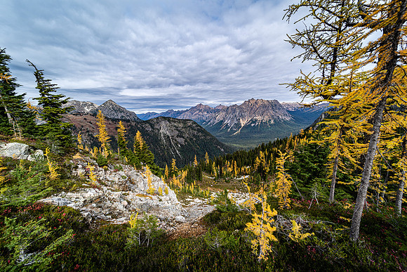 MaplePass-32