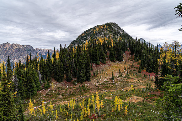 MaplePass-19