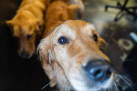 WorkoutAndDogs-5