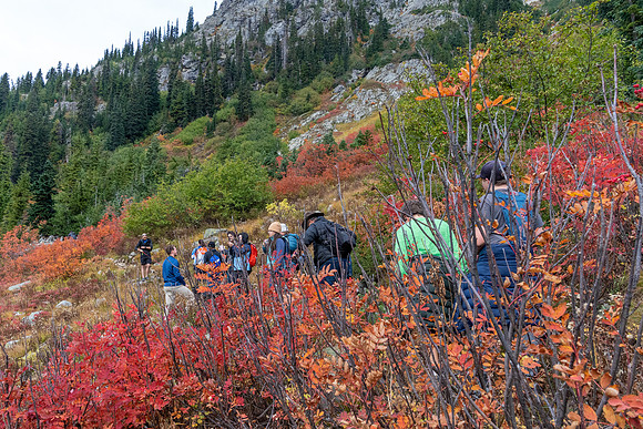 MaplePass-5