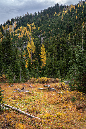 MaplePass-11