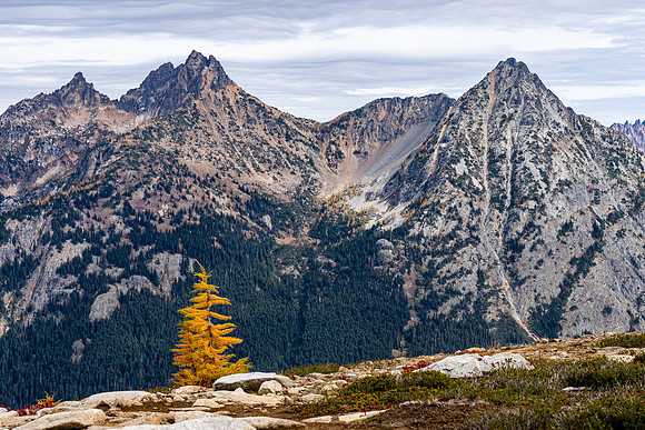 MaplePass-47