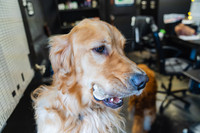 WorkoutAndDogs-8