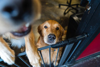 WorkoutAndDogs-2