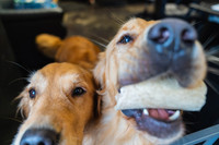 WorkoutAndDogs-7