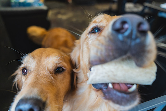 WorkoutAndDogs-7