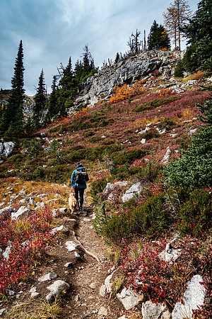 MaplePass-15