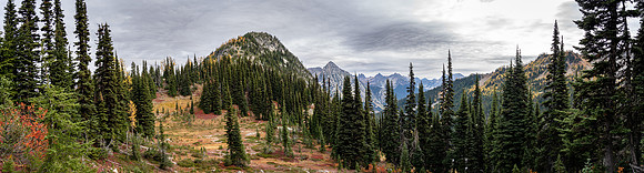 MaplePass-16