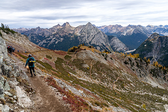 MaplePass-50