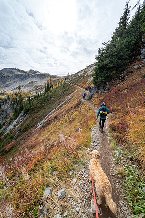 MaplePass-40