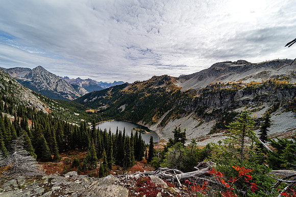 MaplePass-30