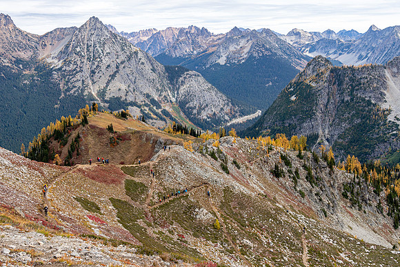 MaplePass-49
