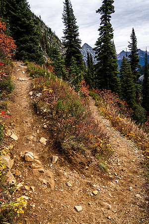 MaplePass-13