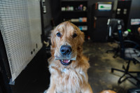 WorkoutAndDogs-3