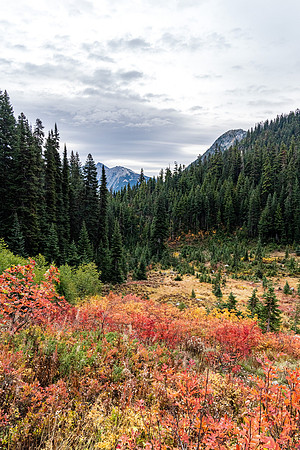 MaplePass-4