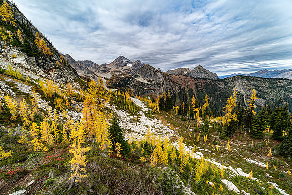 MaplePass-24