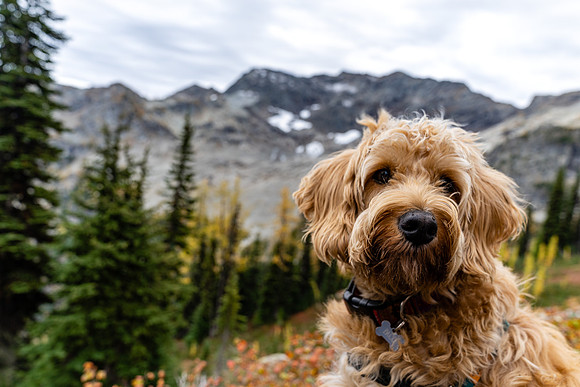 MaplePass-54