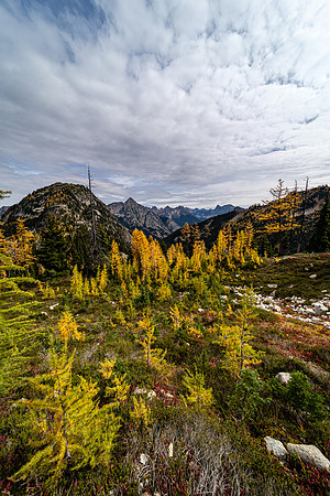 MaplePass-34