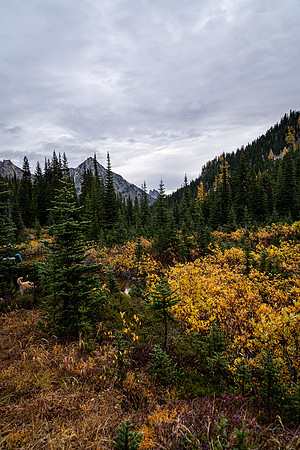 MaplePass-8