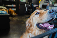 WorkoutAndDogs-10