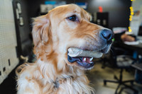 WorkoutAndDogs-9
