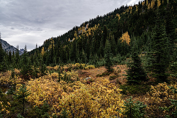 MaplePass-9