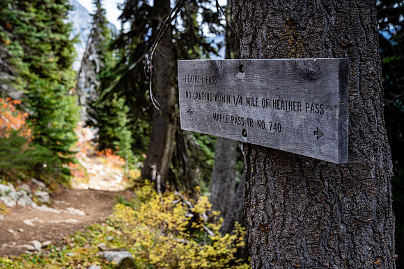 MaplePass-14