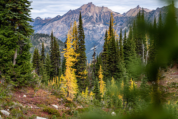MaplePass-17