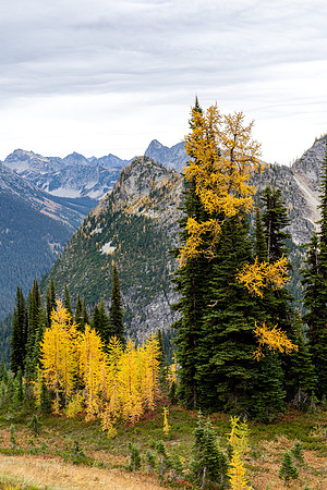 MaplePass-53