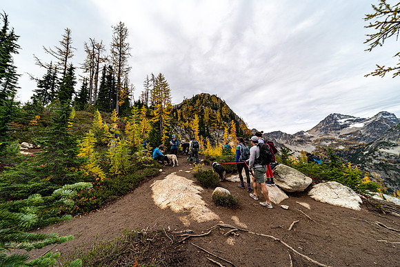 MaplePass-22