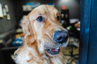 WorkoutAndDogs-4