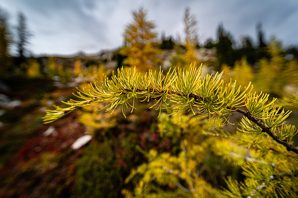 MaplePass-35